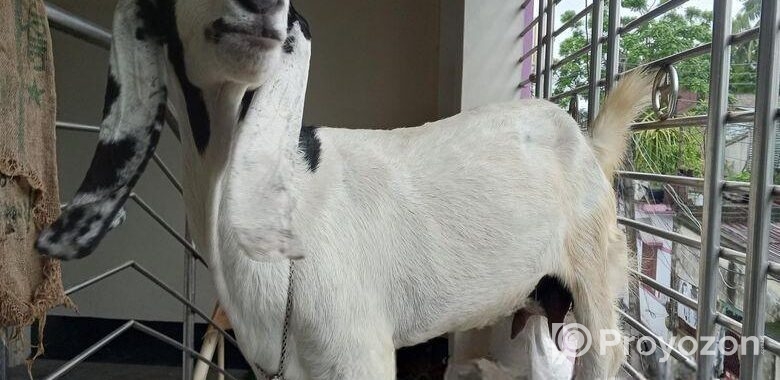 বিটল পাটি ছাগল