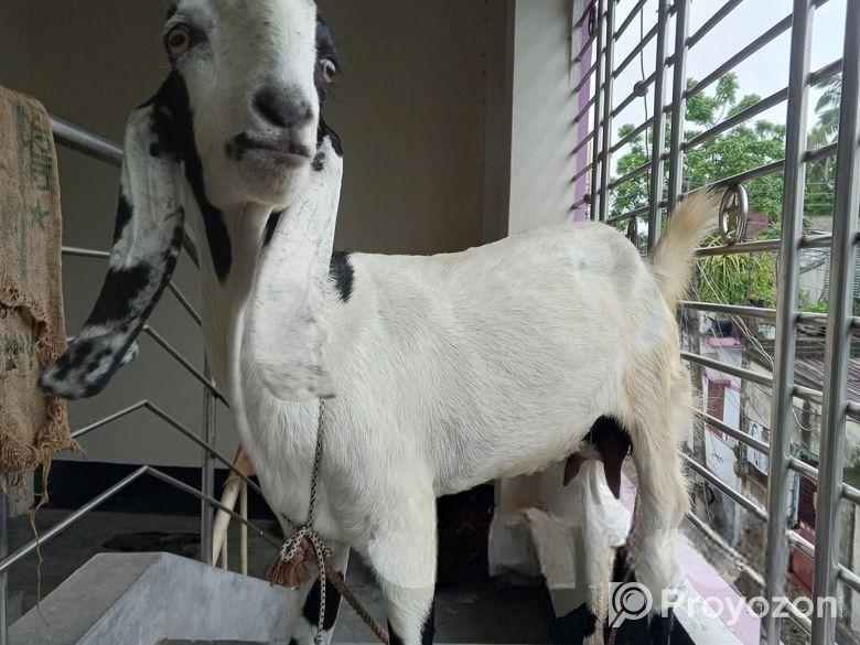 বিটল পাটি ছাগল