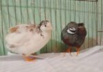 King quail baby