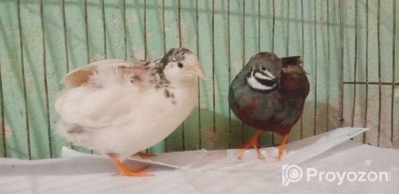King quail baby