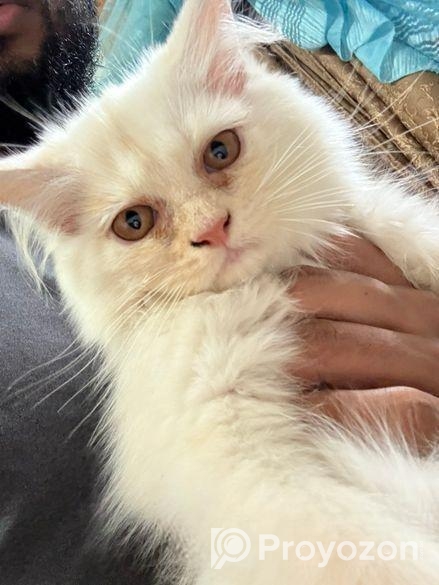 Persian cat (traditional kitten)