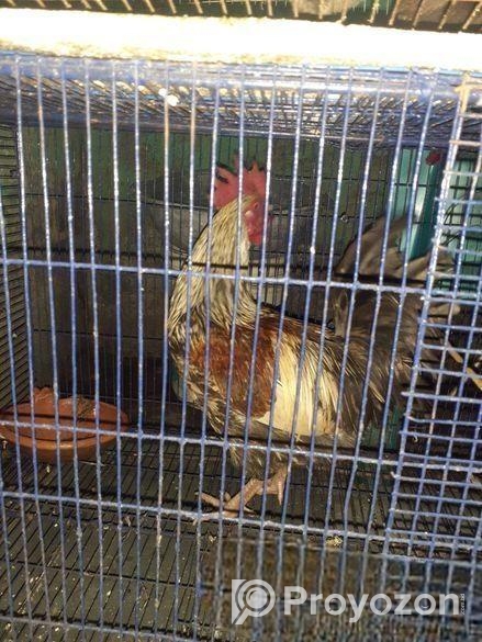 একটি দেশী মুরগা