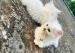 Traditional Persian Cats