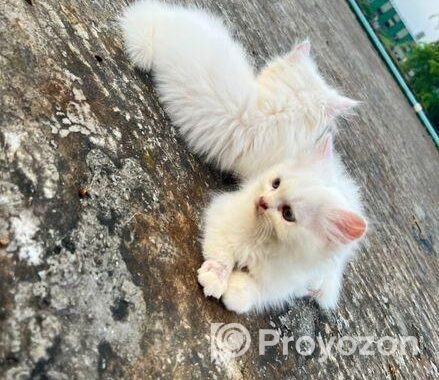 Traditional Persian Cats