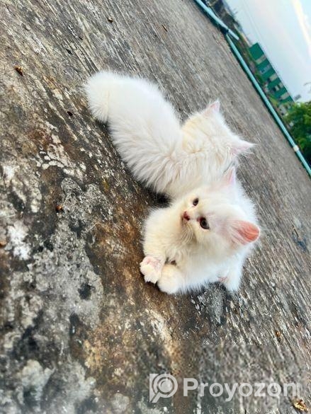 Traditional Persian Cats