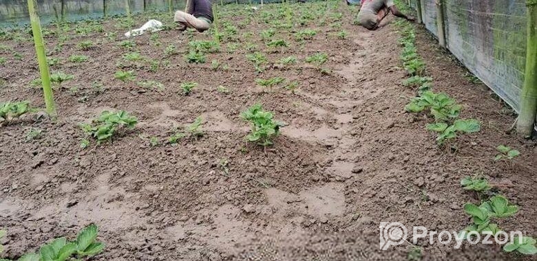 উন্নত জাতের উচ্চফলনশীল চারা থাইল্যান্ড
