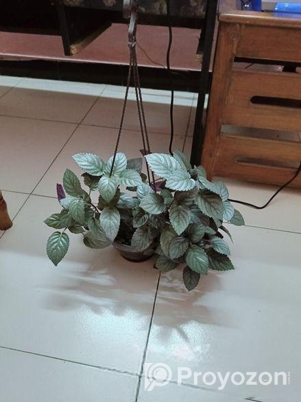 Purple Passion/Velvet Plant