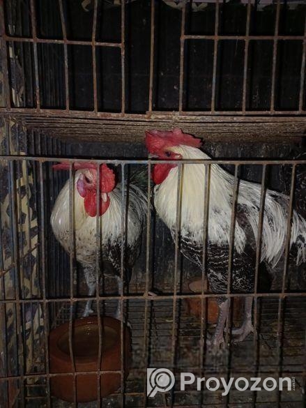 ফাউমি মোড়গ