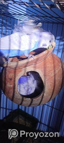 জাপানি বাজিগর