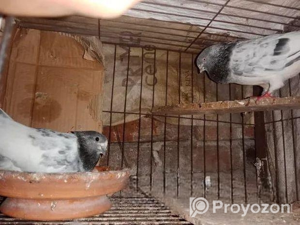 এক জোড়া ভালো গিরিবাজ কবুতর