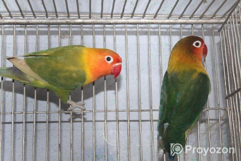 অলিভ ফিসার লাভবার্ড