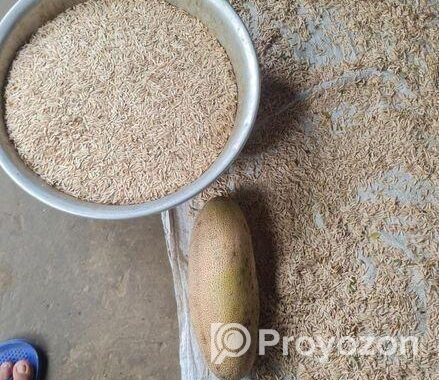 উন্নতমানের শসা বীজ