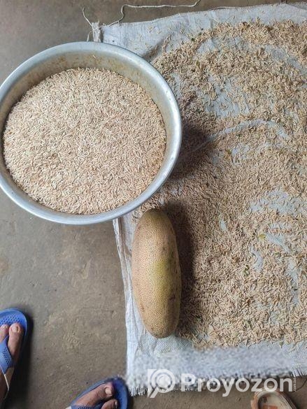 উন্নতমানের শসা বীজ