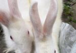 White Rabbite pair sell