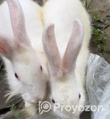 White Rabbite pair sell