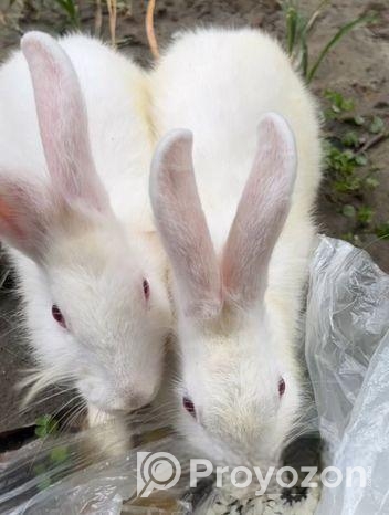 White Rabbite pair sell