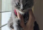 Persian Male Kitten