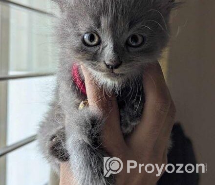 Persian Male Kitten