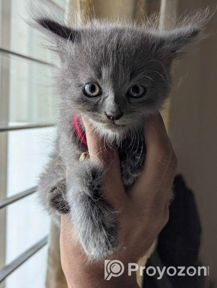 Persian Male Kitten
