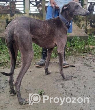 Rampur Greyhound Female
