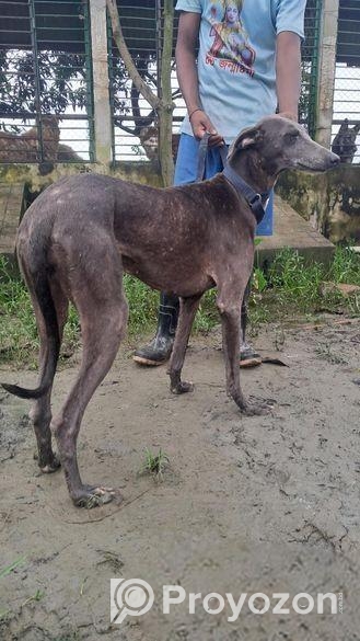 Rampur Greyhound Female