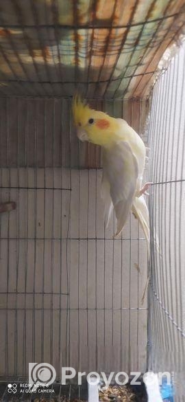 কোকাটেল পাখি