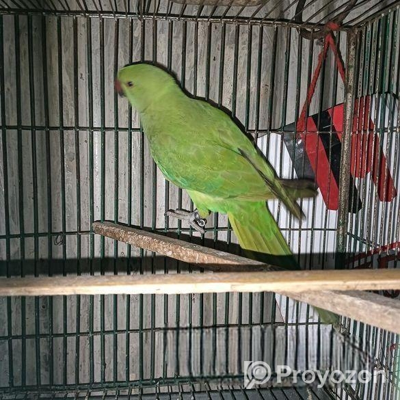 Ringneck Parrot