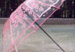 Transparent Umbrella