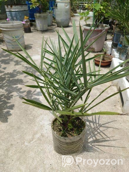 সৌদি খেজুর গাছ বিক্রি করব,