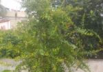 ফলওায়ালা ডালিম গাছ বিক্রি