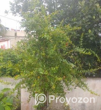 ফলওায়ালা ডালিম গাছ বিক্রি