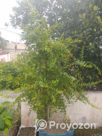 ফলওায়ালা ডালিম গাছ বিক্রি