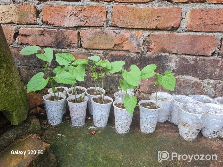 লাল সিম গাছ