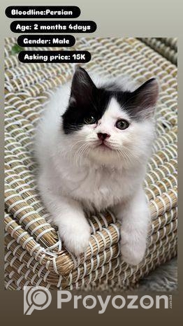 Persian Kittens For Sale