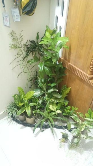 indoor plant