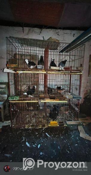 ৫ জোড়া কবুতর