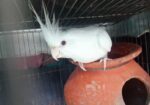 Albino Cocatel