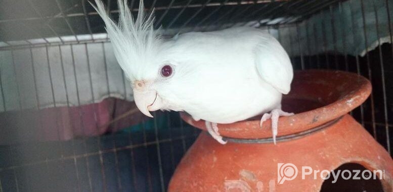 Albino Cocatel