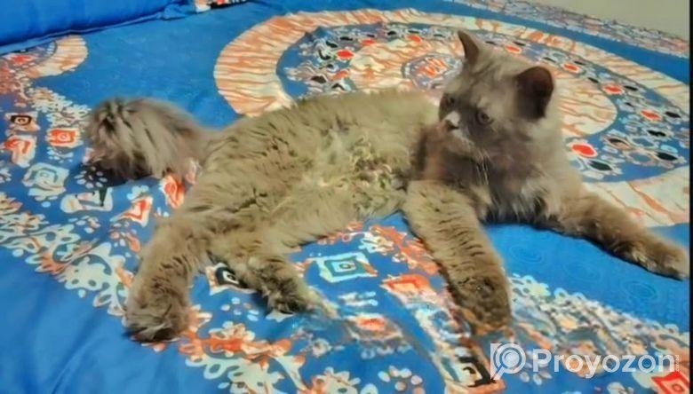 পার্শিয়ান বিড়াল