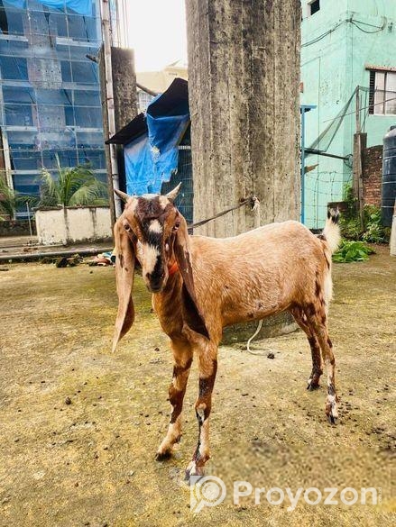 ২ টি পাঠি ছাগল