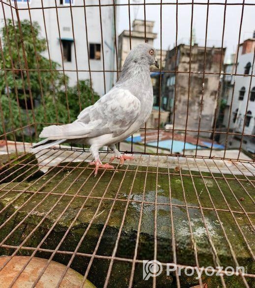 সিলভার খাকি নর