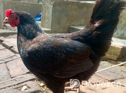 রানিং ডিম পাড়া কিছু মুরগি বিক্রি হবে।