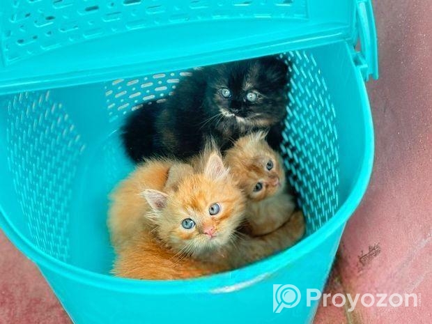 পার্সিয়ান ট্রিপল কোড বাচ্চা বিড়াল