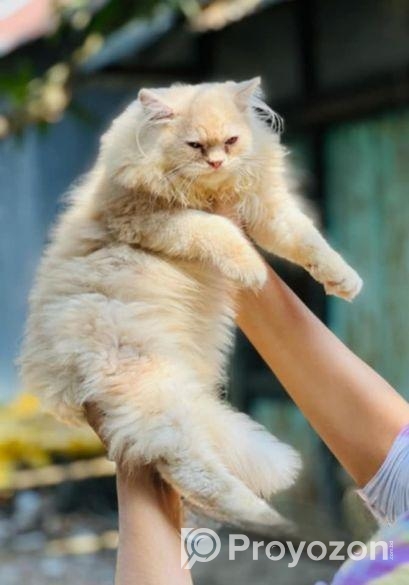 ট্রেডিশনাল পার্সিয়ান