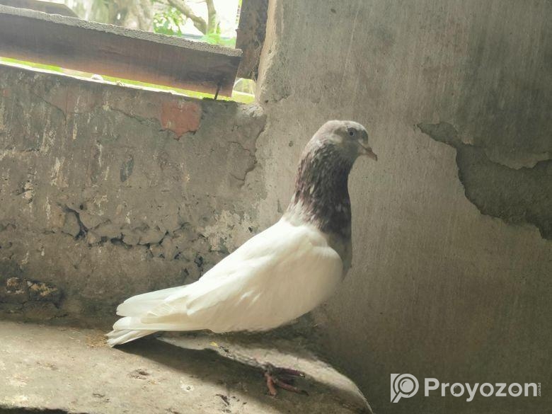 বেনারসি কবুতর নর