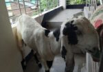 বিটল পাটি ছাগল