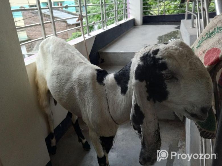 বিটল পাটি ছাগল