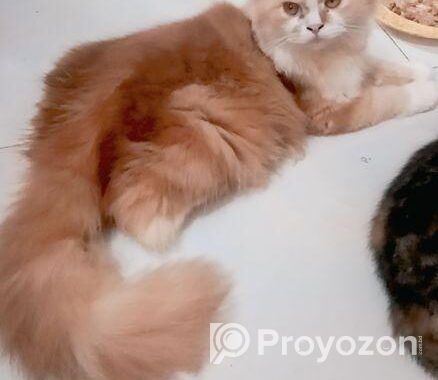 Male female low price e