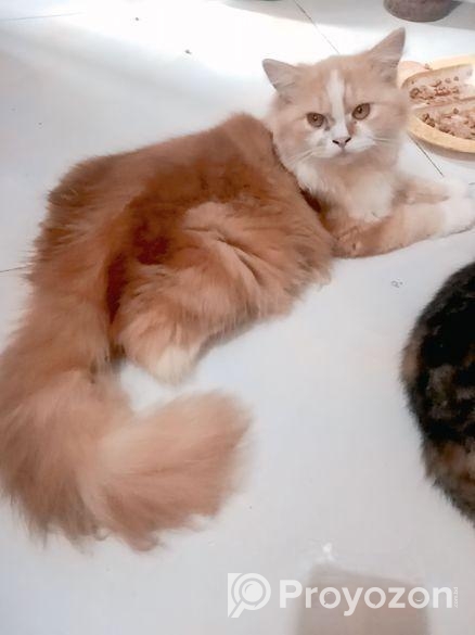 Male female low price e