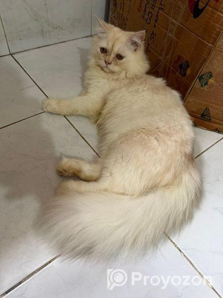 Persian cat (traditional kitten)